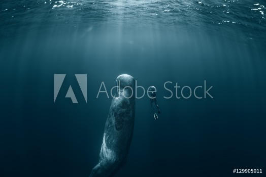 Afbeeldingen van Sperm whale and Freediver